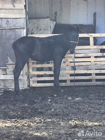 Жеребчик къ