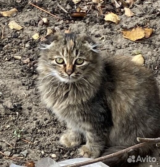 Замечательные котята подростки