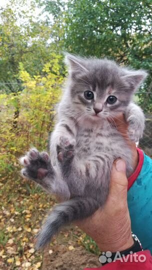 Кошка в дар бесплатно