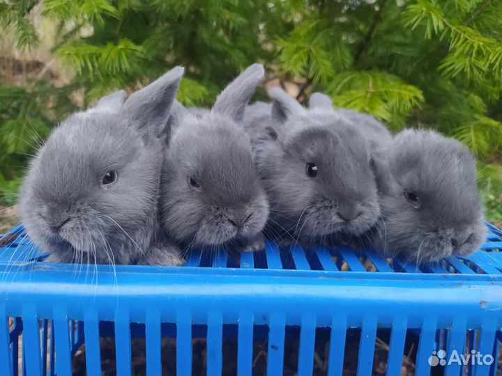 Крольчата