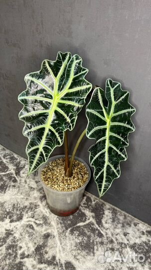 Алоказия Полли