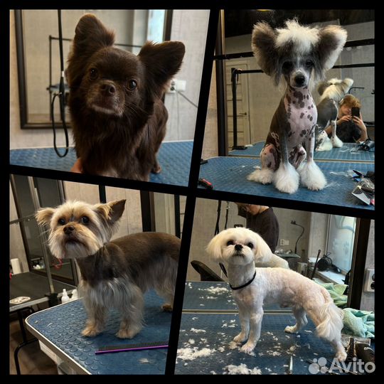 Уход за животными