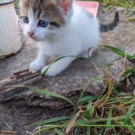 Котята в добрые руки бесплатно