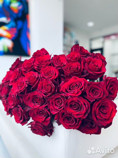 Роза Красная Explorer 70-80см. (красная)