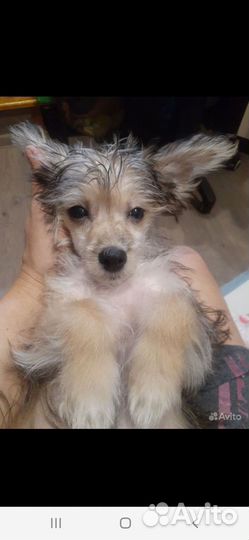 Щенок в добрые руки бесплатно маленькая порода