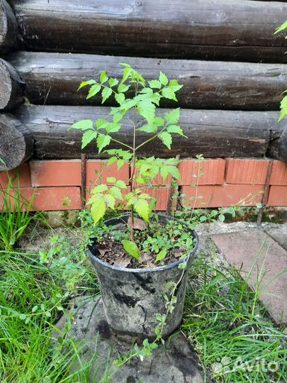 Лиана Кампсис Тэкома