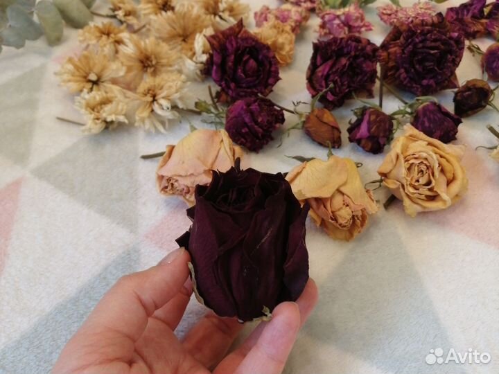 Сухоцветы для творчества