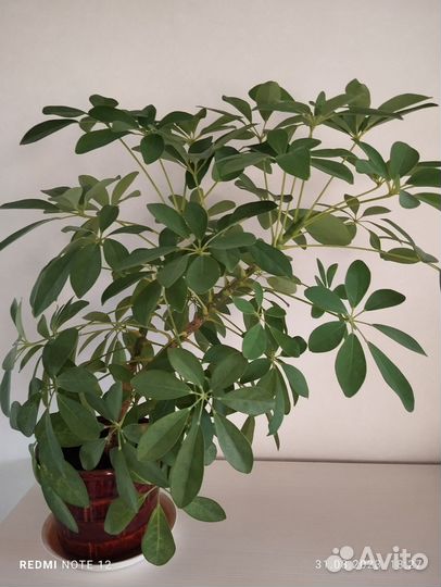 Комнатные цветы шефлера