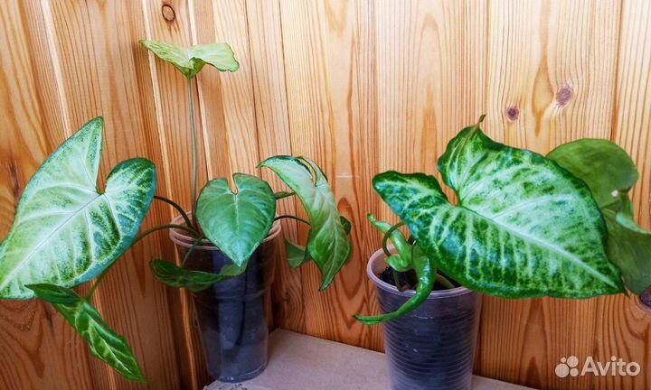 Сингониум White Butterfly (баттерфляй) - детка