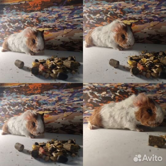 Морские свинки на любой вкус