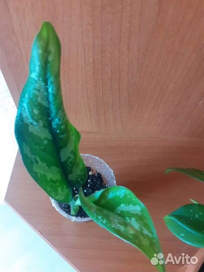 Аглаонема мария