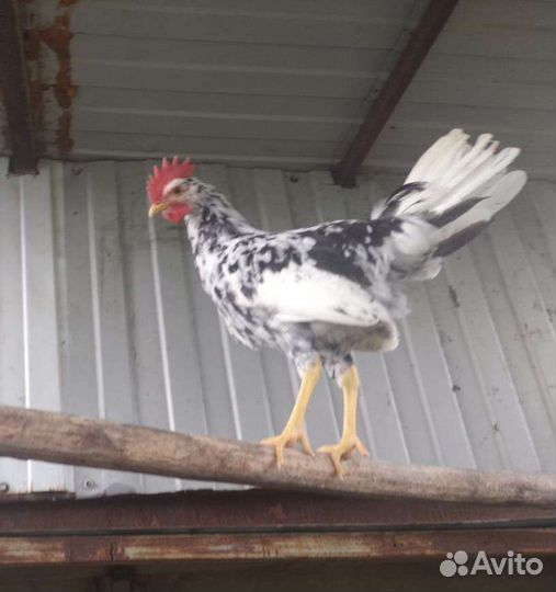Петухи-леггорны