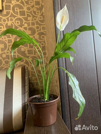 Цветок женское счастье (спатифиллум)