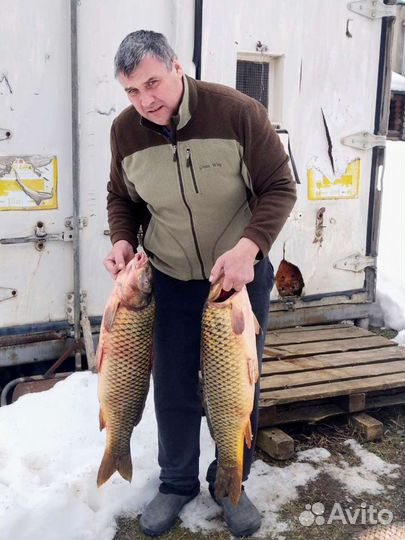 Рыба свежая, свежезамороженная