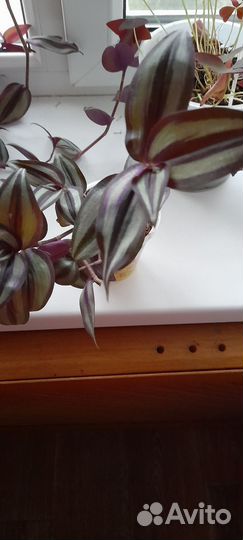 Маранта триколор