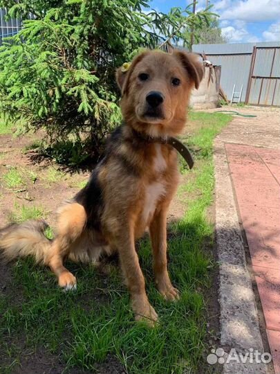 Собаки бесплатно в добрые руки