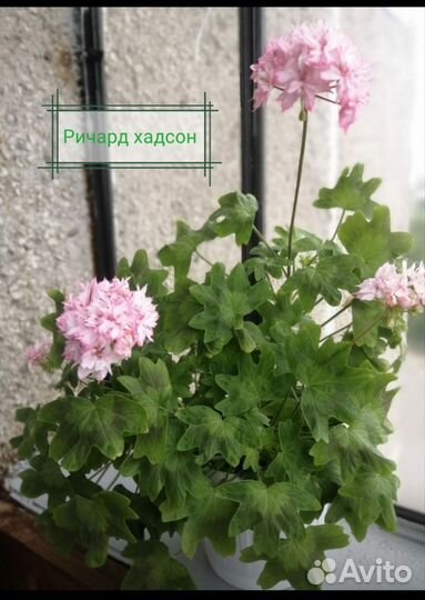 Черенки сортовой пеларгонии