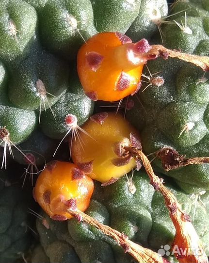 Кактус Rebutia marsoneri, Rebutia pulvinosa семена