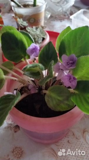 Гибискус фиалки. нефролепис и др