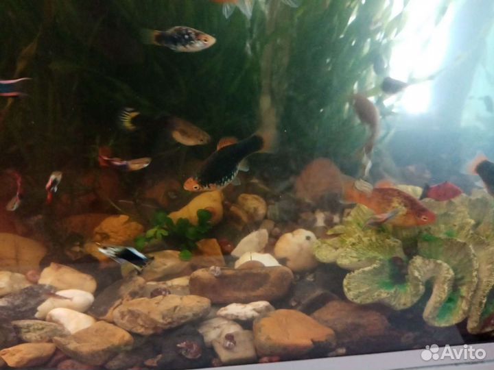 Креветки, гуппи, растения, улитки,водорослиДёшево