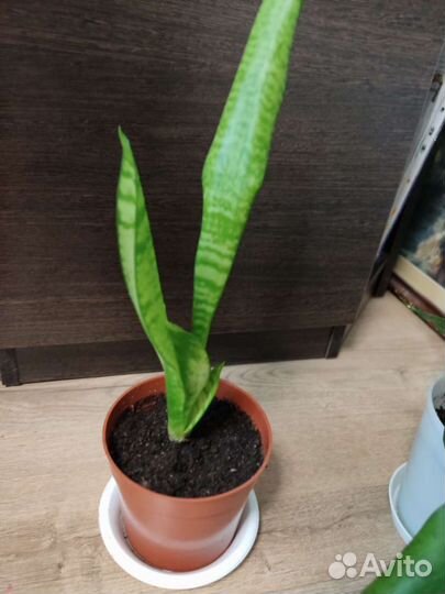 Сансевиерия