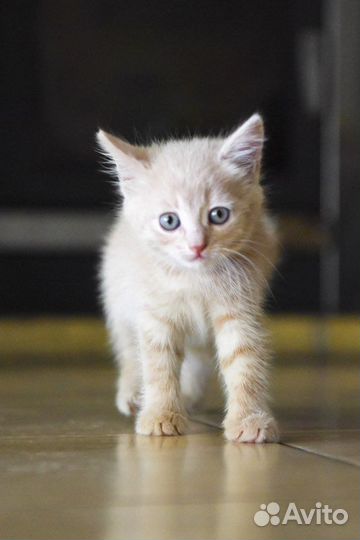 Котенок-мальчик, полтора месяца