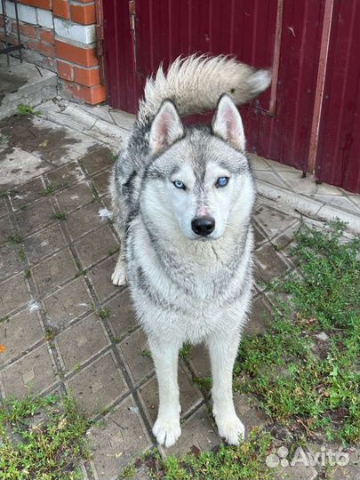 Сибирский хаски