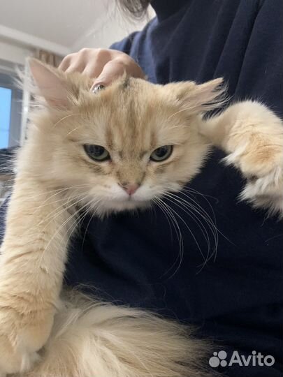 Британская золотая шиншилла.Кот для вязки