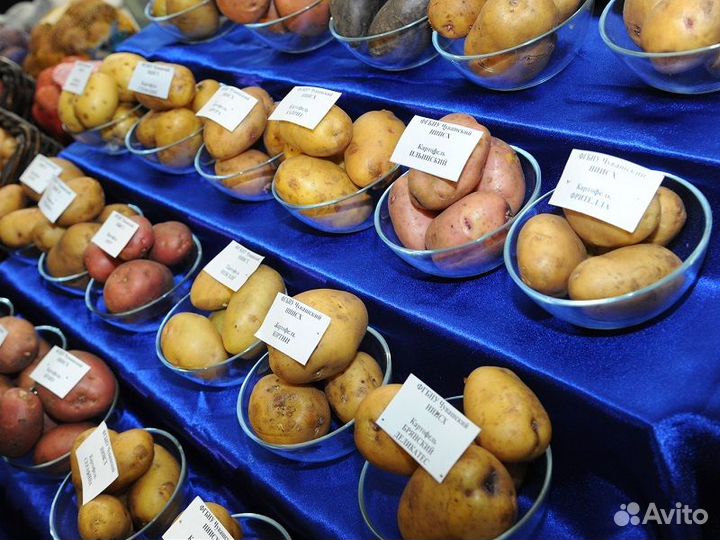 Элитный семенной картофель Коломба, Королева Анна