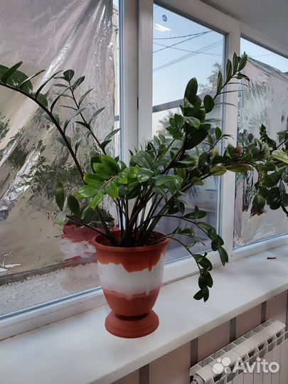 Замиокулькас