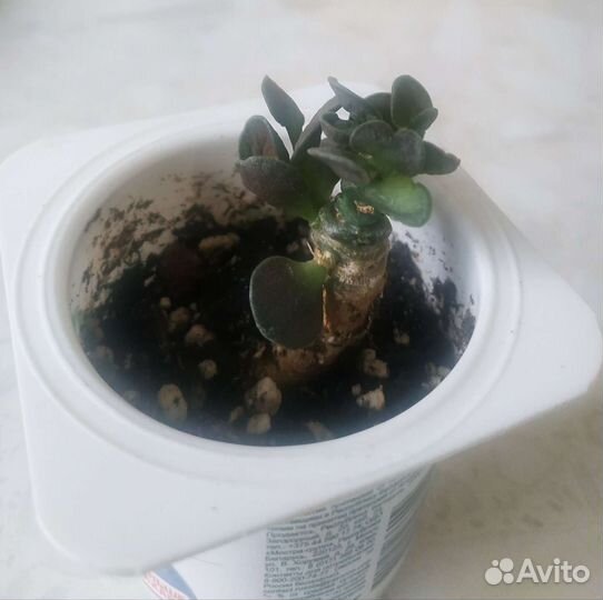 Суккуленты-андромискус, алоэ скуарроса, гастерия