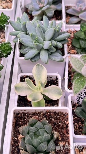 Сортовые суккуленты