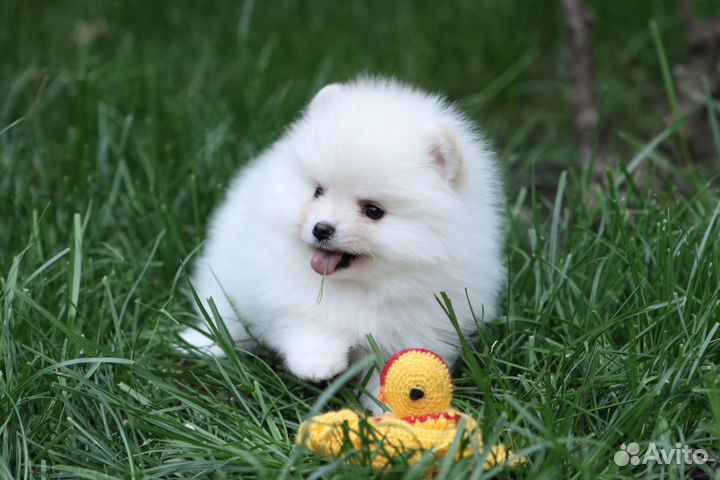 Мальчик карликовый