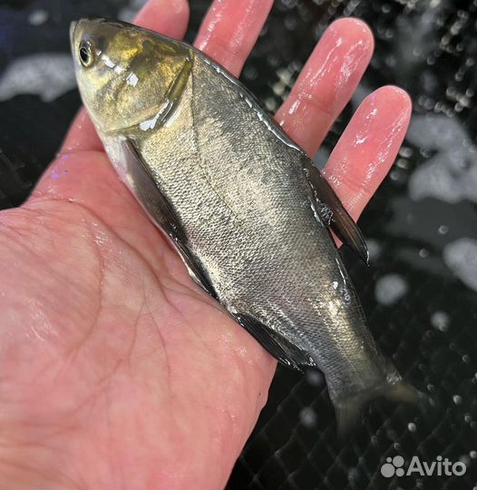 Рыба для пруда мальки