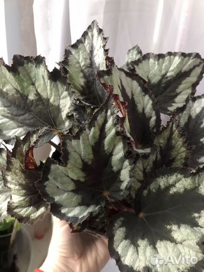 Бегонии декоративно-лиственные