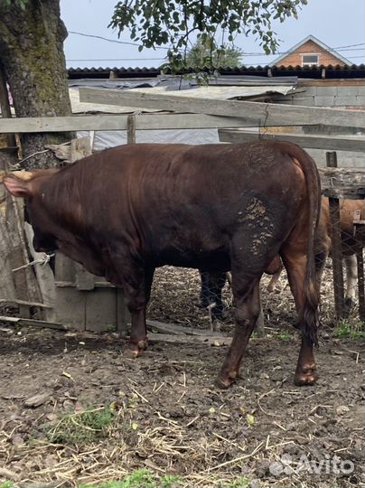 Быки и телка