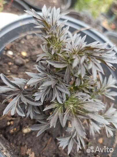 Саженцы бузины черной Лэйс Ап