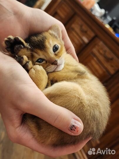 Абиссинские котята