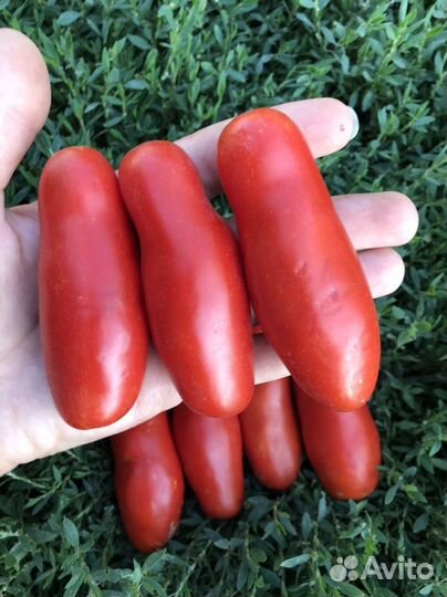 Семена томата Казанова