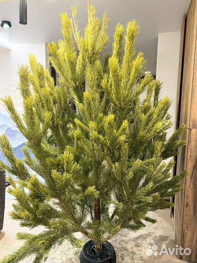 Живые пушистые елки с доставкой