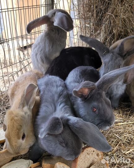 Крольчата Французский баран, крольчатина