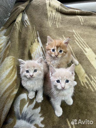 Котята мейн-кун