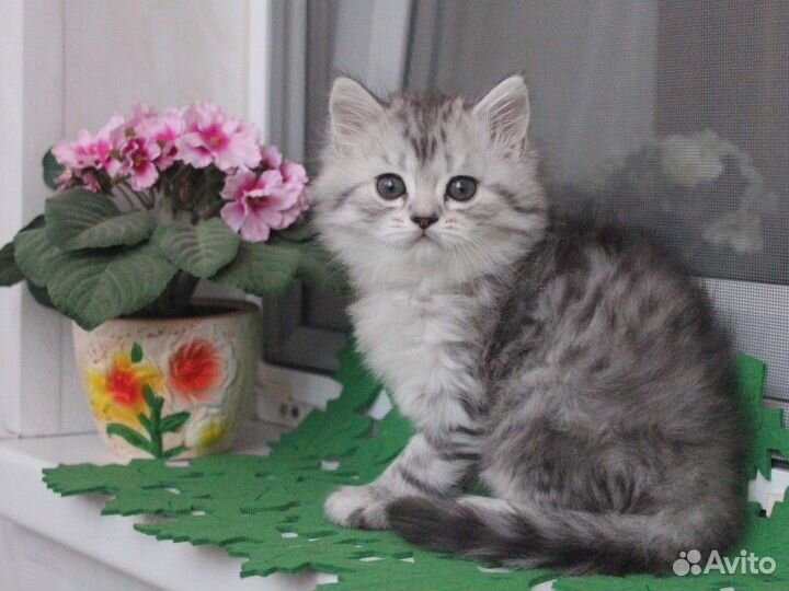 Сибирских малышей