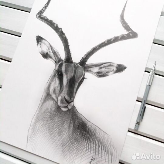 Картина графическая зарисовка импала