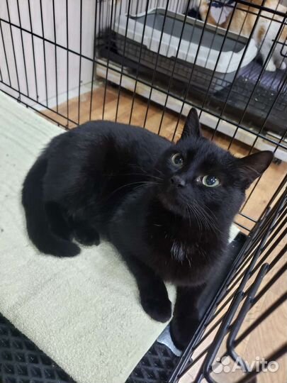 Кошечка Люська