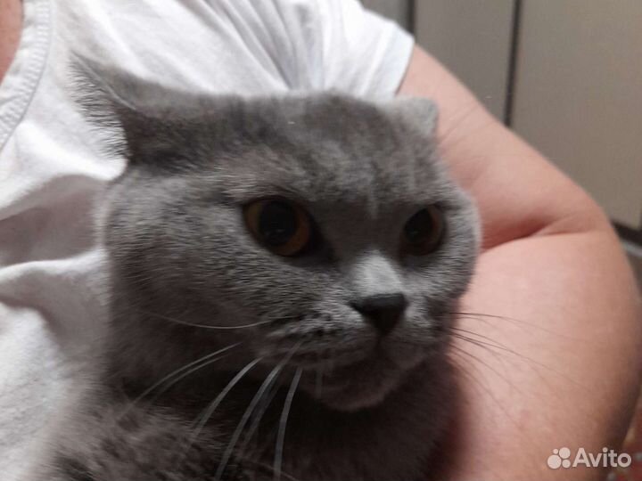 Случка кошки