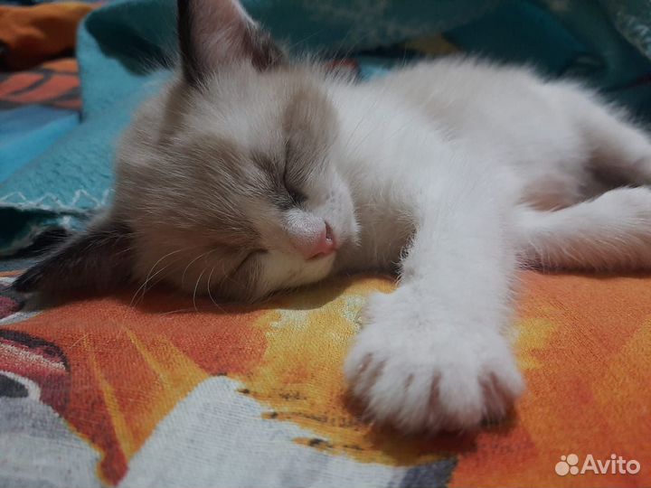 Котик в добрые руки