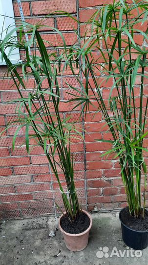 Комнатные цветы цепериус