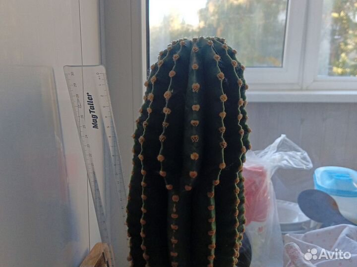 Большой кактус