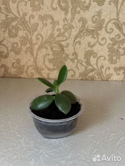 Толстянка, денежное дерево